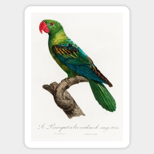 Great-Billed Parrot, Tanygnathus megalorynchos from Natural History of Parrots (1801—1805) by Francois Levaillant. Sticker